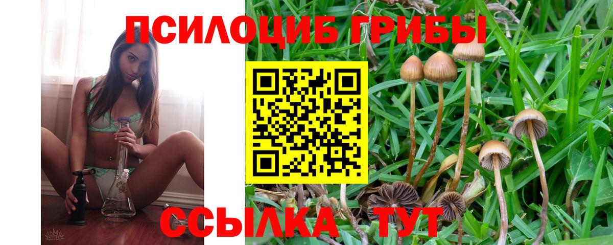 Галлюциногенные грибы Psilocybine cubensis  Псилоцибиновые грибы мицелий  Балашиха  Вход с VPN 